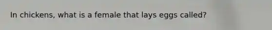 In chickens, what is a female that lays eggs called?