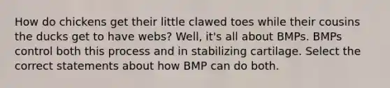 How do chickens get their little clawed toes while their cousins the ducks get to have webs? Well, it's all about BMPs. BMPs control both this process and in stabilizing cartilage. Select the correct statements about how BMP can do both.