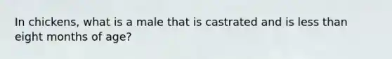 In chickens, what is a male that is castrated and is <a href='https://www.questionai.com/knowledge/k7BtlYpAMX-less-than' class='anchor-knowledge'>less than</a> eight months of age?