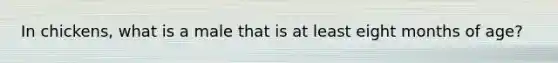 In chickens, what is a male that is at least eight months of age?