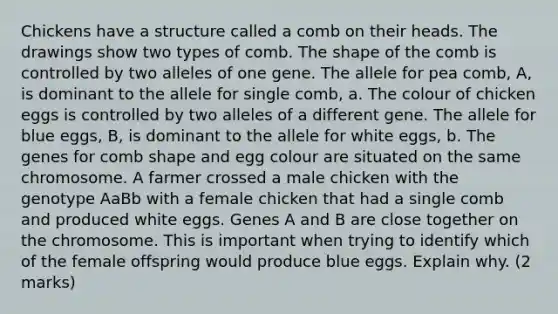 Chickens have a structure called a comb on their heads. The drawings show two types of comb. The shape of the comb is controlled by two alleles of one gene. The allele for pea comb, A, is dominant to the allele for single comb, a. The colour of chicken eggs is controlled by two alleles of a different gene. The allele for blue eggs, B, is dominant to the allele for white eggs, b. The genes for comb shape and egg colour are situated on the same chromosome. A farmer crossed a male chicken with the genotype AaBb with a female chicken that had a single comb and produced white eggs. Genes A and B are close together on the chromosome. This is important when trying to identify which of the female offspring would produce blue eggs. Explain why. (2 marks)