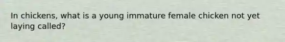 In chickens, what is a young immature female chicken not yet laying called?