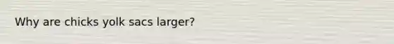 Why are chicks yolk sacs larger?
