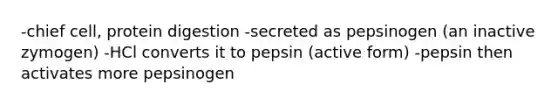 -chief cell, protein digestion -secreted as pepsinogen (an inactive zymogen) -HCl converts it to pepsin (active form) -pepsin then activates more pepsinogen