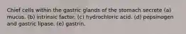 Chief cells within the gastric glands of the stomach secrete (a) mucus. (b) intrinsic factor. (c) hydrochloric acid. (d) pepsinogen and gastric lipase. (e) gastrin.