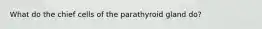 What do the chief cells of the parathyroid gland do?