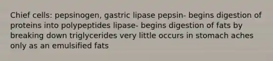 Chief cells: pepsinogen, gastric lipase pepsin- begins digestion of proteins into polypeptides lipase- begins digestion of fats by breaking down triglycerides very little occurs in stomach aches only as an emulsified fats