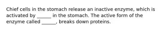 Chief cells in the stomach release an inactive enzyme, which is activated by ______ in the stomach. The active form of the enzyme called ______, breaks down proteins.