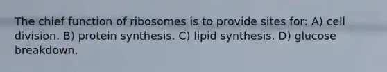 The chief function of ribosomes is to provide sites for: A) cell division. B) protein synthesis. C) lipid synthesis. D) glucose breakdown.