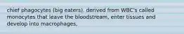 chief phagocytes (big eaters). derived from WBC's called monocytes that leave the bloodstream, enter tissues and develop into macrophages,