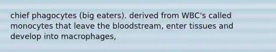 chief phagocytes (big eaters). derived from WBC's called monocytes that leave the bloodstream, enter tissues and develop into macrophages,