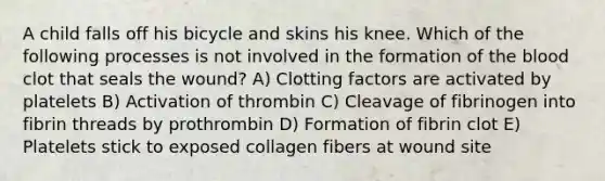 A child falls off his bicycle and skins his knee. Which of the following processes is not involved in the formation of the blood clot that seals the wound? A) Clotting factors are activated by platelets B) Activation of thrombin C) Cleavage of fibrinogen into fibrin threads by prothrombin D) Formation of fibrin clot E) Platelets stick to exposed collagen fibers at wound site