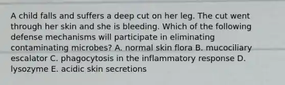 A child falls and suffers a deep cut on her leg. The cut went through her skin and she is bleeding. Which of the following defense mechanisms will participate in eliminating contaminating microbes? A. normal skin flora B. mucociliary escalator C. phagocytosis in the inflammatory response D. lysozyme E. acidic skin secretions