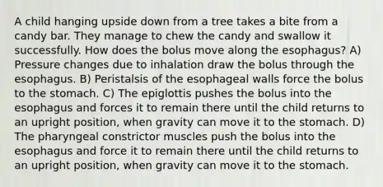 A child hanging upside down from a tree takes a bite from a candy bar. They manage to chew the candy and swallow it successfully. How does the bolus move along the esophagus? A) Pressure changes due to inhalation draw the bolus through the esophagus. B) Peristalsis of the esophageal walls force the bolus to the stomach. C) The epiglottis pushes the bolus into the esophagus and forces it to remain there until the child returns to an upright position, when gravity can move it to the stomach. D) The pharyngeal constrictor muscles push the bolus into the esophagus and force it to remain there until the child returns to an upright position, when gravity can move it to the stomach.