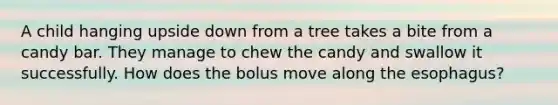 A child hanging upside down from a tree takes a bite from a candy bar. They manage to chew the candy and swallow it successfully. How does the bolus move along the esophagus?