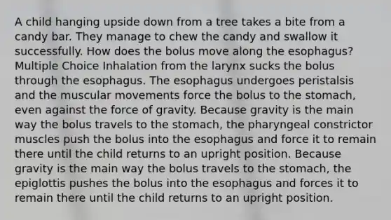 A child hanging upside down from a tree takes a bite from a candy bar. They manage to chew the candy and swallow it successfully. How does the bolus move along the esophagus? Multiple Choice Inhalation from the larynx sucks the bolus through the esophagus. The esophagus undergoes peristalsis and the muscular movements force the bolus to the stomach, even against the force of gravity. Because gravity is the main way the bolus travels to the stomach, the pharyngeal constrictor muscles push the bolus into the esophagus and force it to remain there until the child returns to an upright position. Because gravity is the main way the bolus travels to the stomach, the epiglottis pushes the bolus into the esophagus and forces it to remain there until the child returns to an upright position.