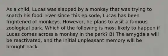 As a child, Lucas was slapped by a monkey that was trying to snatch his food. Ever since this episode, Lucas has been frightened of monkeys. However, he plans to visit a famous zoological park. Which of the following is most likely to happen if Lucas comes across a monkey in the park? B) The amygdala will be reactivated, and the initial unpleasant memory will be brought back.