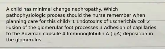 A child has minimal change nephropathy. Which pathophysiologic process should the nurse remember when planning care for this child? 1 Endotoxins of Escherichia coli 2 Fusion of the glomerular foot processes 3 Adhesion of capillaries to the Bowman capsule 4 Immunoglobulin A (IgA) deposition in the glomerulus