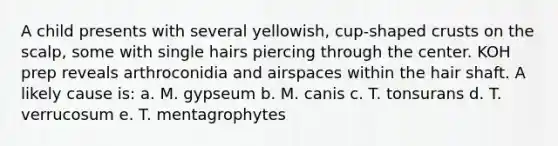 A child presents with several yellowish, cup-shaped crusts on the scalp, some with single hairs piercing through the center. KOH prep reveals arthroconidia and airspaces within the hair shaft. A likely cause is: a. M. gypseum b. M. canis c. T. tonsurans d. T. verrucosum e. T. mentagrophytes