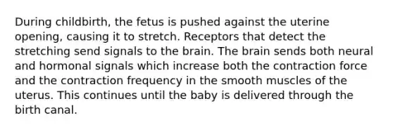 During childbirth, the fetus is pushed against the uterine opening, causing it to stretch. Receptors that detect the stretching send signals to the brain. The brain sends both neural and hormonal signals which increase both the contraction force and the contraction frequency in the smooth muscles of the uterus. This continues until the baby is delivered through the birth canal.