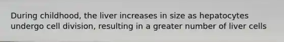 During childhood, the liver increases in size as hepatocytes undergo cell division, resulting in a greater number of liver cells