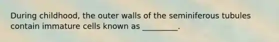 During childhood, the outer walls of the seminiferous tubules contain immature cells known as _________.