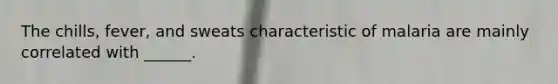 The chills, fever, and sweats characteristic of malaria are mainly correlated with ______.