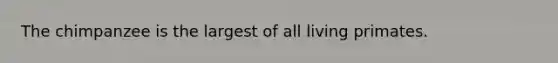 The chimpanzee is the largest of all living primates.