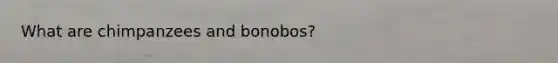 What are chimpanzees and bonobos?