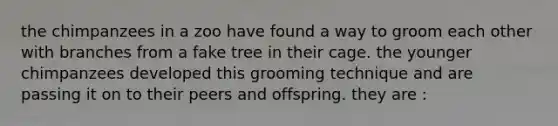 the chimpanzees in a zoo have found a way to groom each other with branches from a fake tree in their cage. the younger chimpanzees developed this grooming technique and are passing it on to their peers and offspring. they are :