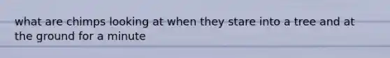 what are chimps looking at when they stare into a tree and at the ground for a minute