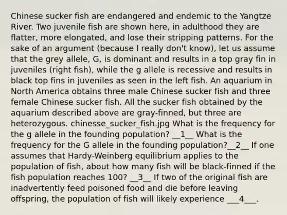 Chinese sucker fish are endangered and endemic to the Yangtze River. Two juvenile fish are shown here, in adulthood they are flatter, more elongated, and lose their stripping patterns. For the sake of an argument (because I really don't know), let us assume that the grey allele, G, is dominant and results in a top gray fin in juveniles (right fish), while the g allele is recessive and results in black top fins in juveniles as seen in the left fish. An aquarium in North America obtains three male Chinese sucker fish and three female Chinese sucker fish. All the sucker fish obtained by the aquarium described above are gray-finned, but three are heterozygous. chinesse_sucker_fish.jpg What is the frequency for the g allele in the founding population? __1__ What is the frequency for the G allele in the founding population?__2__ If one assumes that Hardy-Weinberg equilibrium applies to the population of fish, about how many fish will be black-finned if the fish population reaches 100? __3__ If two of the original fish are inadvertently feed poisoned food and die before leaving offspring, the population of fish will likely experience ___4___.