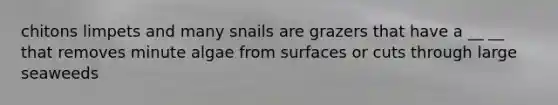 chitons limpets and many snails are grazers that have a __ __ that removes minute algae from surfaces or cuts through large seaweeds