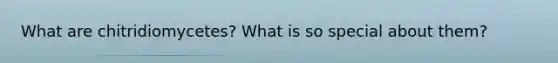 What are chitridiomycetes? What is so special about them?
