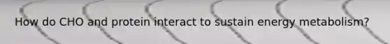 How do CHO and protein interact to sustain energy metabolism?