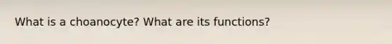 What is a choanocyte? What are its functions?