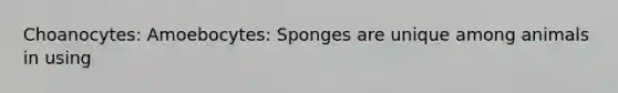 Choanocytes: Amoebocytes: Sponges are unique among animals in using