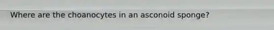 Where are the choanocytes in an asconoid sponge?