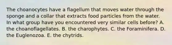 The choanocytes have a flagellum that moves water through the sponge and a collar that extracts food particles from the water. In what group have you encountered very similar cells before? A. the choanoflagellates. B. the charophytes. C. the Foraminifera. D. the Euglenozoa. E. the chytrids.