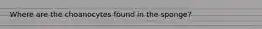 Where are the choanocytes found in the sponge?