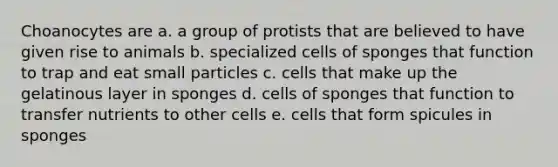 Choanocytes are a. a group of protists that are believed to have given rise to animals b. specialized cells of sponges that function to trap and eat small particles c. cells that make up the gelatinous layer in sponges d. cells of sponges that function to transfer nutrients to other cells e. cells that form spicules in sponges