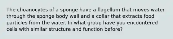 The choanocytes of a sponge have a flagellum that moves water through the sponge body wall and a collar that extracts food particles from the water. In what group have you encountered cells with similar structure and function before?