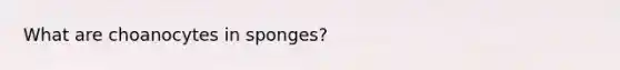 What are choanocytes in sponges?