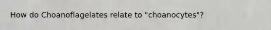 How do Choanoflagelates relate to "choanocytes"?