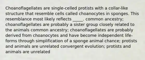 Choanoflagellates are single-celled protists with a collar-like structure that resemble cells called choanocytes in sponges. This resemblance most likely reflects _____. common ancestry; choanoflagellates are probably a sister group closely related to the animals common ancestry; choanoflagellates are probably derived from choanocytes and have become independent life-forms through simplification of a sponge animal chance; protists and animals are unrelated convergent evolution; protists and animals are unrelated