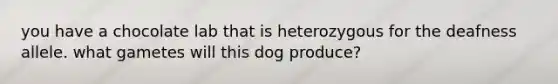 you have a chocolate lab that is heterozygous for the deafness allele. what gametes will this dog produce?