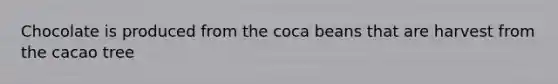 Chocolate is produced from the coca beans that are harvest from the cacao tree