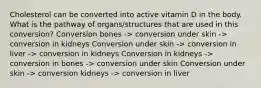 Cholesterol can be converted into active vitamin D in the body. What is the pathway of organs/structures that are used in this conversion? Conversion bones -> conversion under skin -> conversion in kidneys Conversion under skin -> conversion in liver -> conversion in kidneys Conversion in kidneys -> conversion in bones -> conversion under skin Conversion under skin -> conversion kidneys -> conversion in liver