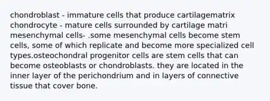 chondroblast - immature cells that produce cartilagematrix chondrocyte - mature cells surrounded by cartilage matri mesenchymal cells- .some mesenchymal cells become stem cells, some of which replicate and become more specialized cell types.osteochondral progenitor cells are stem cells that can become osteoblasts or chondroblasts. they are located in the inner layer of the perichondrium and in layers of connective tissue that cover bone.