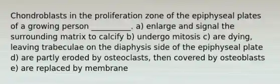 Chondroblasts in the proliferation zone of the epiphyseal plates of a growing person __________. a) enlarge and signal the surrounding matrix to calcify b) undergo mitosis c) are dying, leaving trabeculae on the diaphysis side of the epiphyseal plate d) are partly eroded by osteoclasts, then covered by osteoblasts e) are replaced by membrane